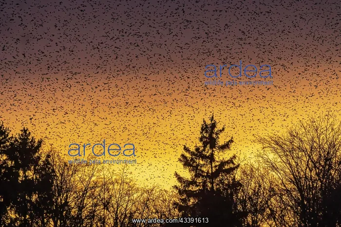 : Natural spectacle in the Swabian Alb. Flocks of : Natural spectacle in the Swabian Alb. Flocks of