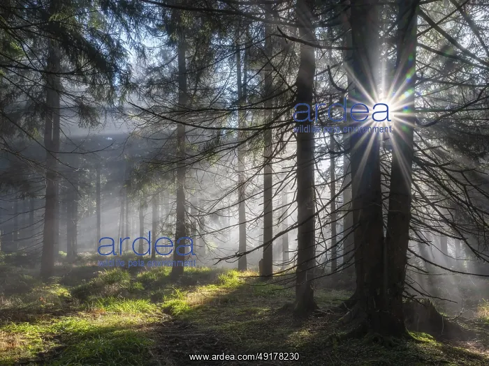 : Natural spruce forest with morning fog : Natural spruce forest with morning fog