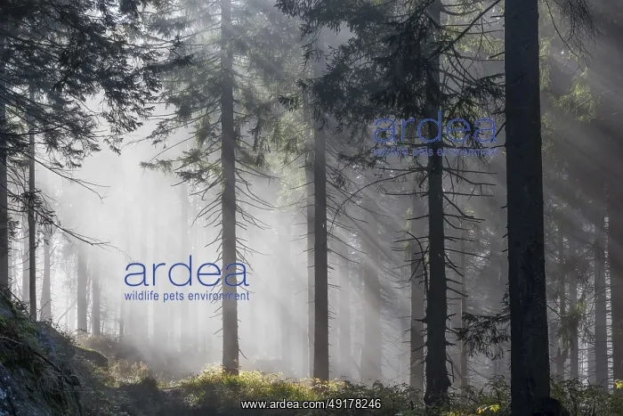 : Natural spruce forest with morning fog
