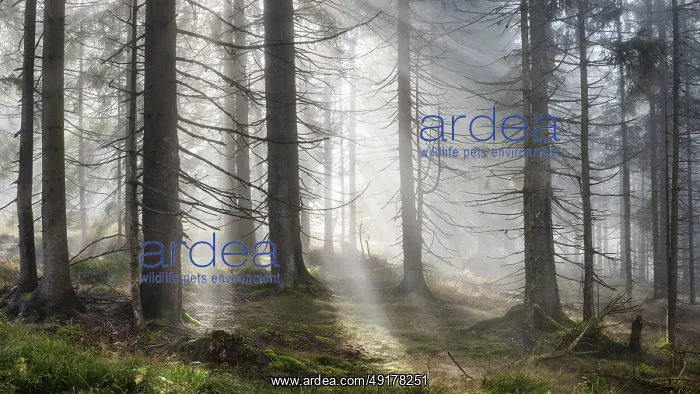  : Natural spruce forest with morning fog