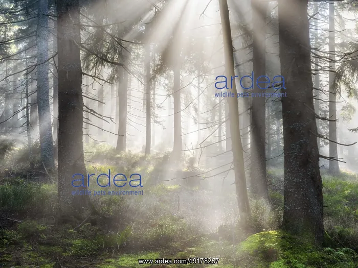 : Natural spruce forest with morning fog : Natural spruce forest with morning fog