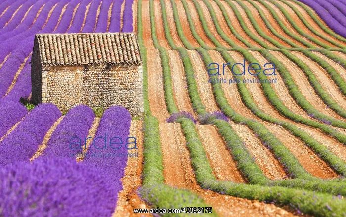  : Natural stone hut in the lavender field on the Palteau