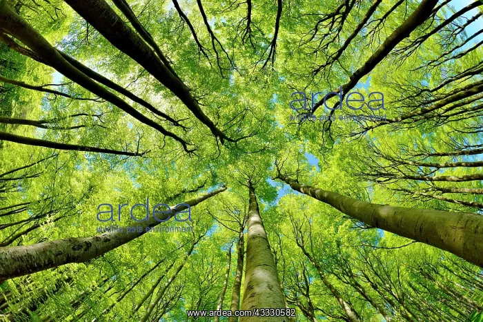 : Natural sunny beech forest in spring, view into : Natural sunny beech forest in spring, view into