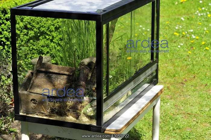 : Natural Terrarium for House Mouse : Natural Terrarium for House Mouse