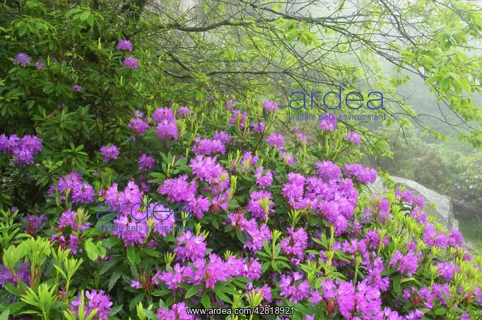: Naturalised Rhododendron Scrub : Naturalised Rhododendron Scrub