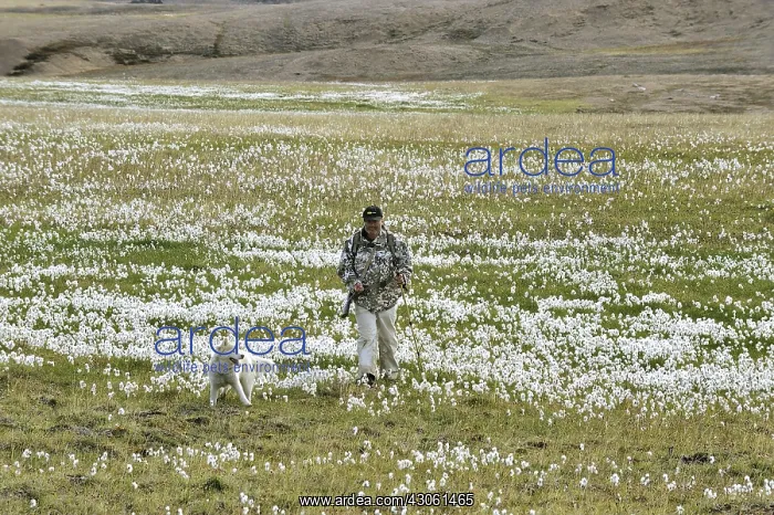 : Naturalist and his dog in Cottongrass Island Somerset Canada : Naturalist and his dog in Cottongrass Island Somerset Canada