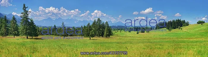 : Nature biotope with lush meadows and Ammergau Alps : Nature biotope with lush meadows and Ammergau Alps