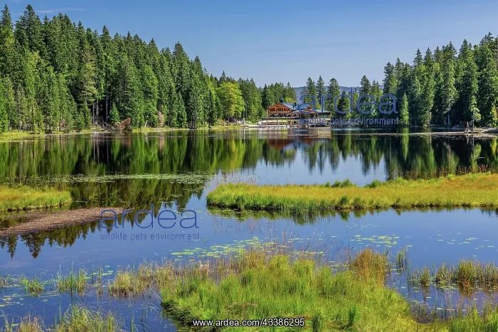 : Nature reserve Groier Arbersee with Arberseehaus : Nature reserve Groier Arbersee with Arberseehaus