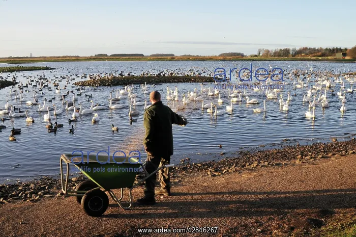 : Nature Reserve. Martin Mere WWT - feeding time in the winter : Nature Reserve. Martin Mere WWT - feeding time in the winter