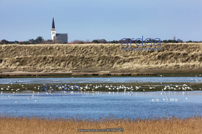 : Nature reserve with resting birds : Nature reserve with resting birds