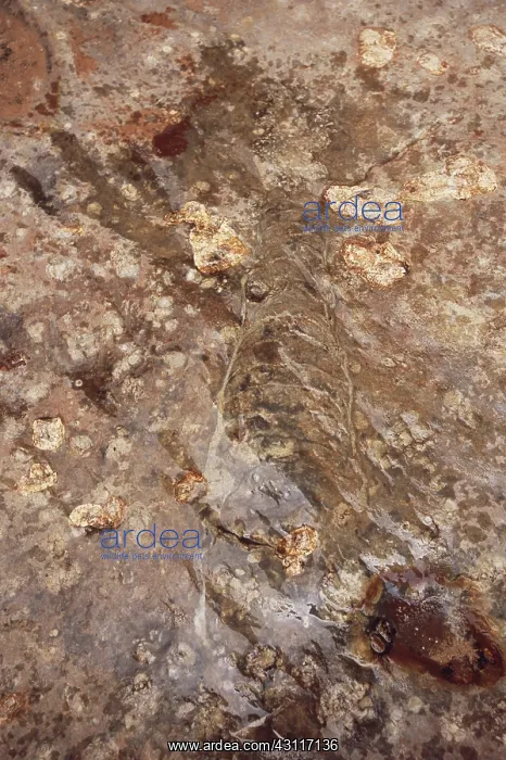: Nautiloid Fossil from the Grand Canyon : Nautiloid Fossil from the Grand Canyon