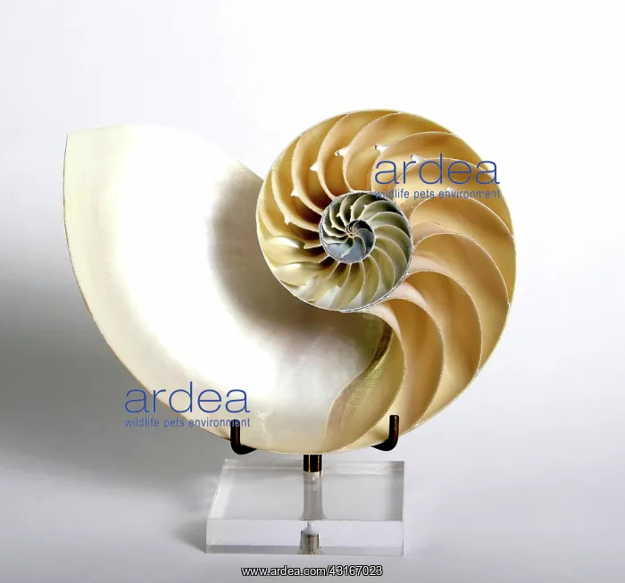 : Nautilus (Nautilidae family) shell : Nautilus (Nautilidae family) shell