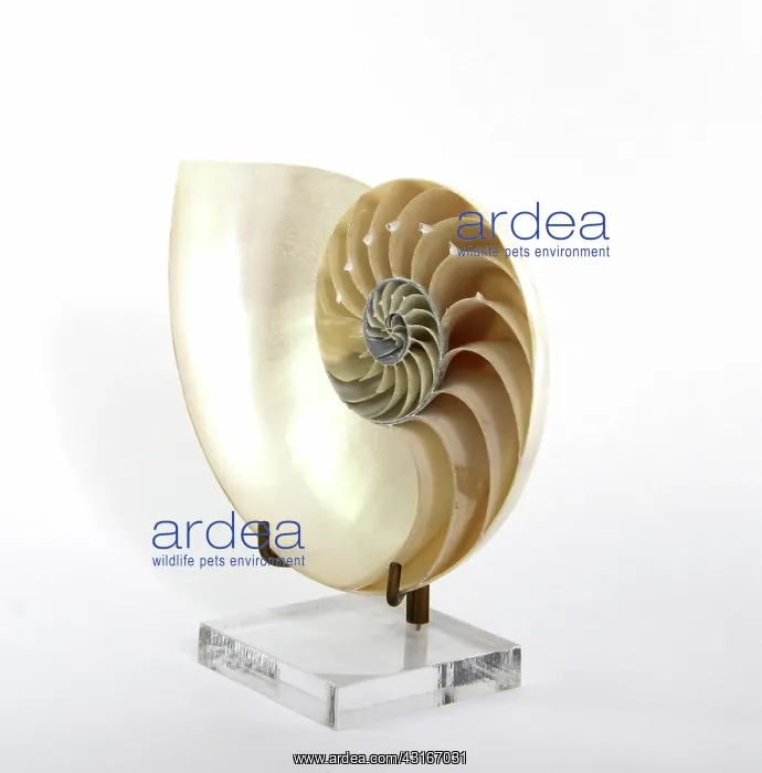 : Nautilus (Nautilidae family) shell : Nautilus (Nautilidae family) shell