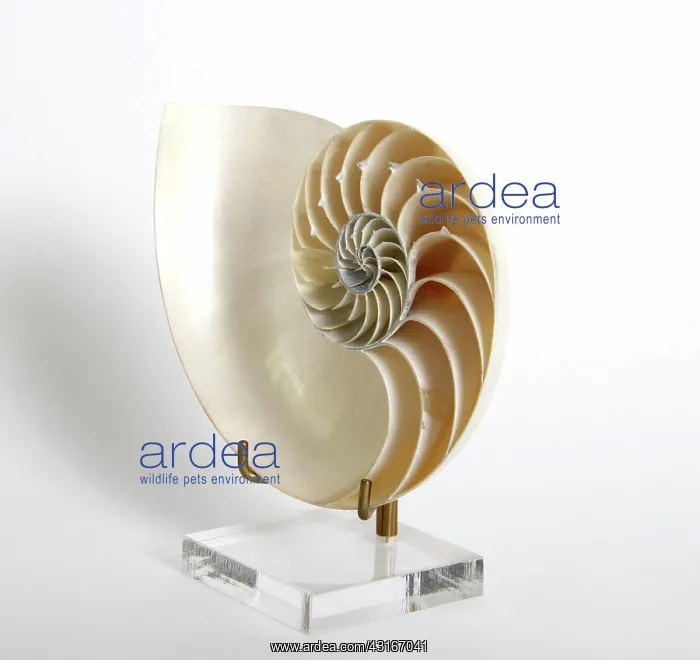 : Nautilus (Nautilidae family) shell : Nautilus (Nautilidae family) shell