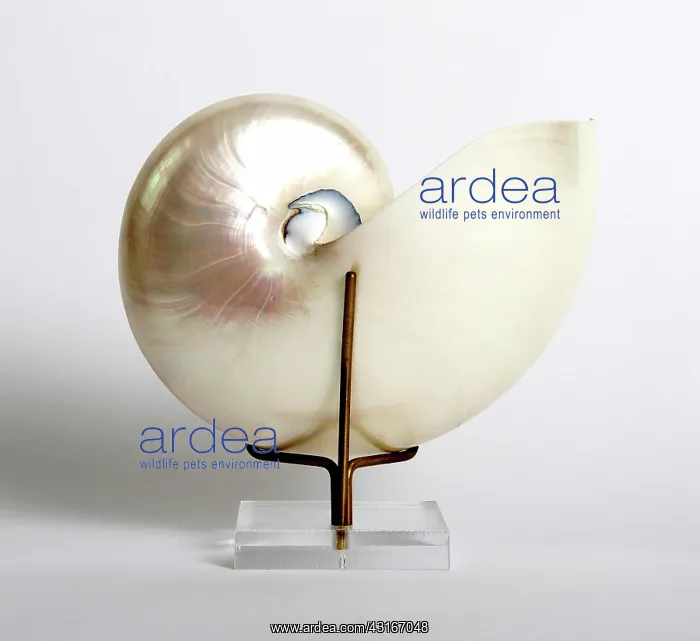 : Nautilus (Nautilidae family) shell : Nautilus (Nautilidae family) shell