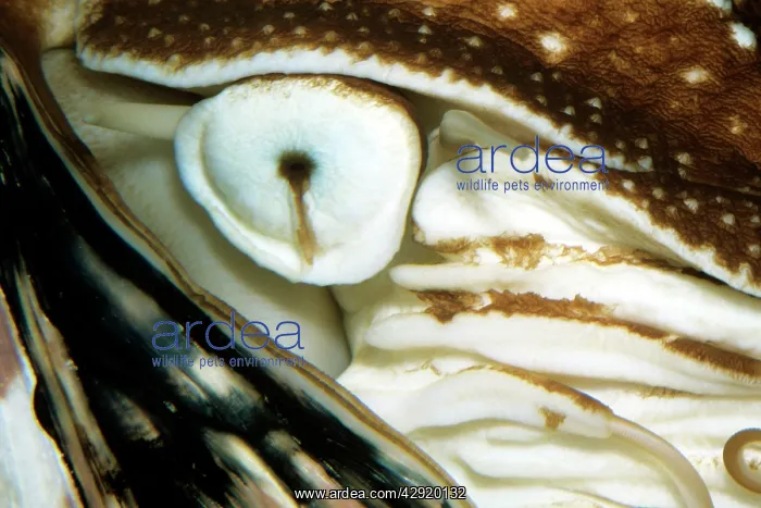 : Nautilus - close-up of eye : Nautilus - close-up of eye