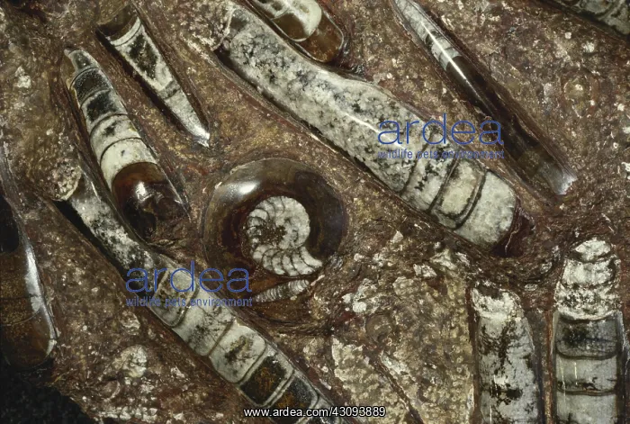 : Nautilus Fossil : Nautilus Fossil