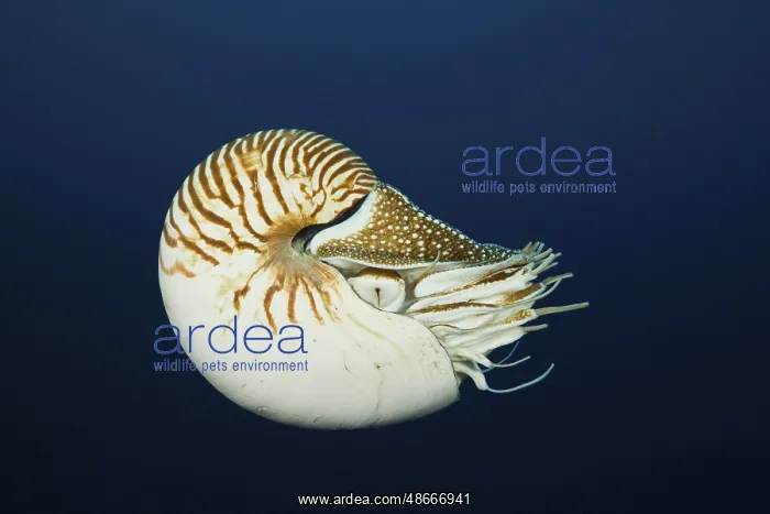  : Nautilus, pearl boat, Nautilus pompilius, Great Barrier