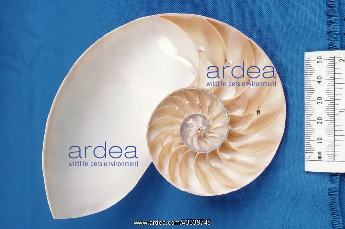 : NAUTILUS - SECTION : NAUTILUS - SECTION