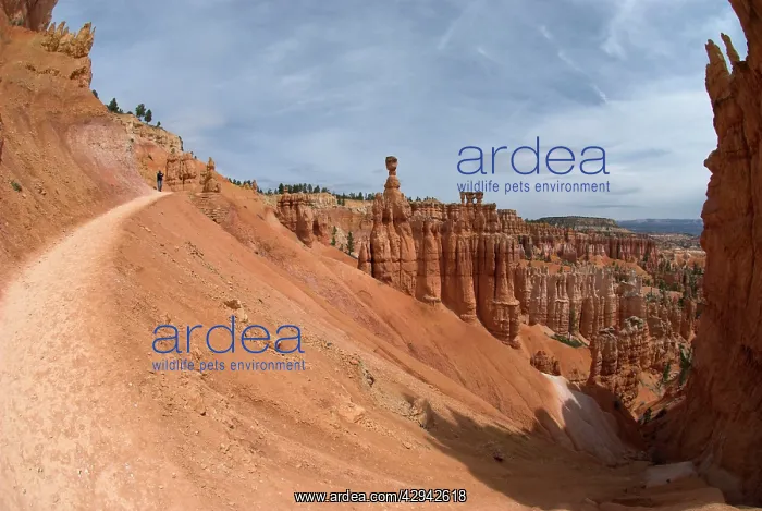 : Navajo Trail, Bryce Canyon : Navajo Trail, Bryce Canyon