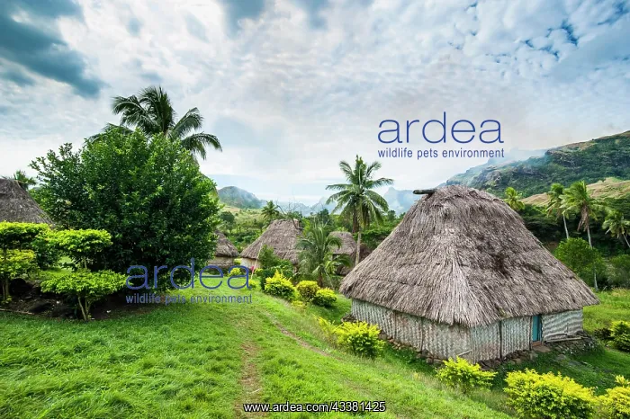 : Navala village in the Highlands of Viti Levu, Fiji : Navala village in the Highlands of Viti Levu, Fiji