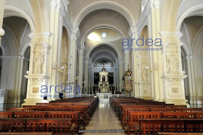 : Nave and altar area, Leon Cathedral, Catedral de : Nave and altar area, Leon Cathedral, Catedral de