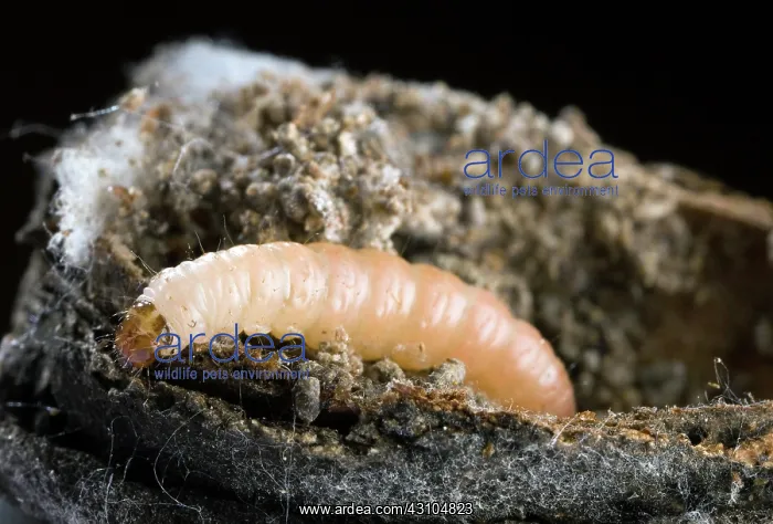 : Navel Orangeworm : Navel Orangeworm