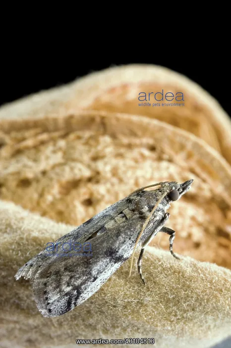 : Navel Orangeworm Moth : Navel Orangeworm Moth