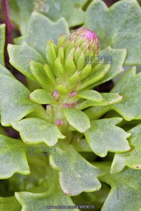 : Navelwort flower detail. Seixalbo, Galicia, Spain : Navelwort flower detail. Seixalbo, Galicia, Spain
