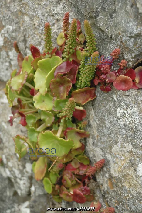 : Navelwort, Umbilicus rupestris : Navelwort, Umbilicus rupestris