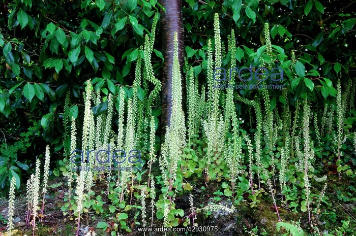 : Navelwort / Wall Pennywort - this cluster was growing : Navelwort / Wall Pennywort - this cluster was growing