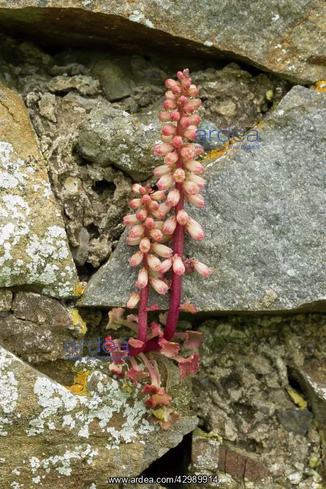 : Navelwort / Wall Pennywort - in flower growing : Navelwort / Wall Pennywort - in flower growing