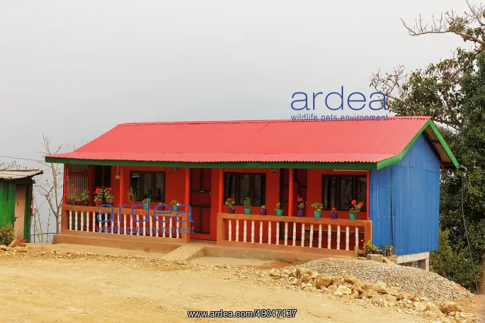: Nayabazar, a colourful and flowery house : Nayabazar, a colourful and flowery house
