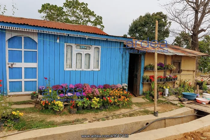 : Nayabazar, a colourful and flowery house : Nayabazar, a colourful and flowery house