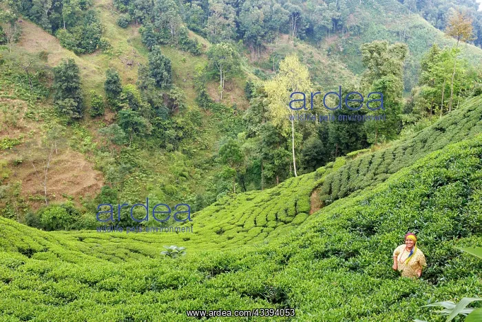 : Nayabazar, forest and the plantation : Nayabazar, forest and the plantation
