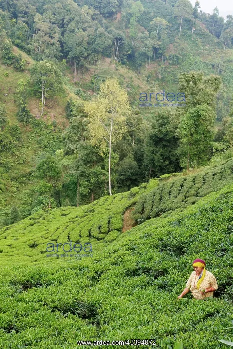: Nayabazar, forest and the plantation : Nayabazar, forest and the plantation