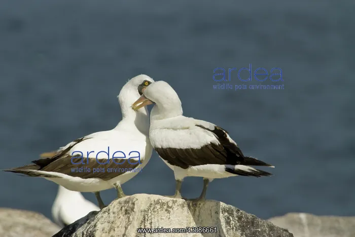 : Nazca boobies preening : Nazca boobies preening