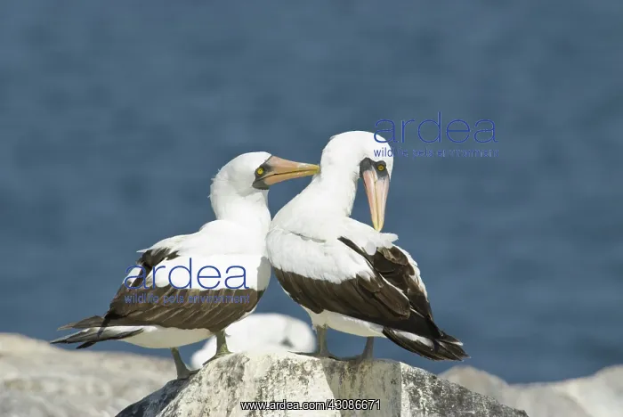 : Nazca boobies preening : Nazca boobies preening