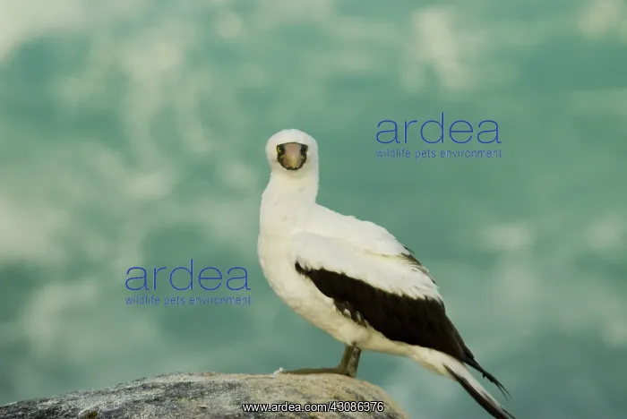 : Nazca booby : Nazca booby