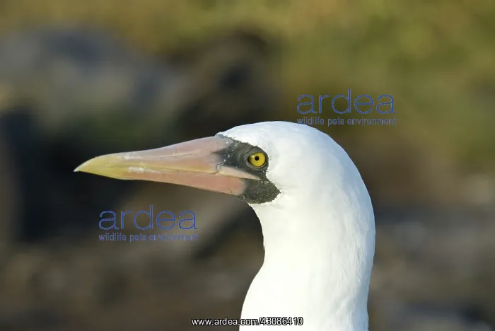 : Nazca booby : Nazca booby