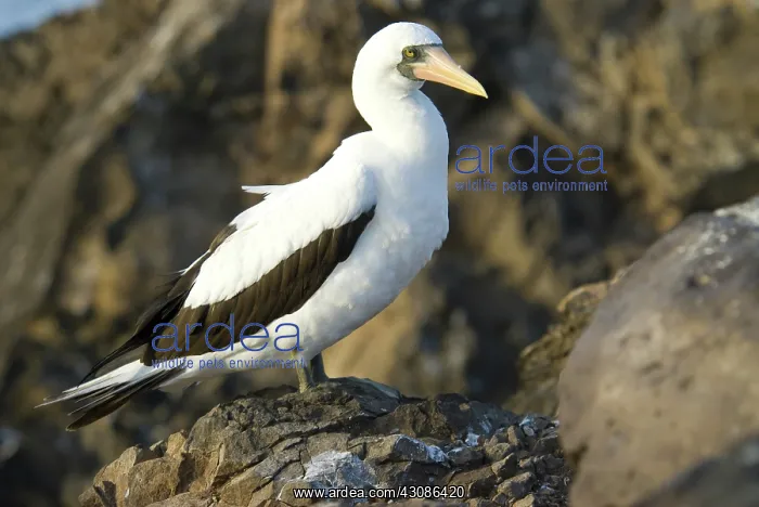 : Nazca booby : Nazca booby