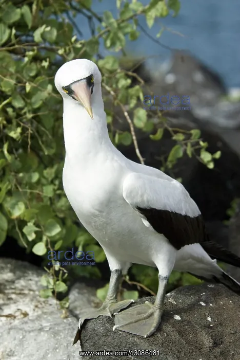 : Nazca booby : Nazca booby