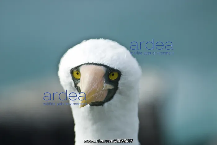 : Nazca booby : Nazca booby