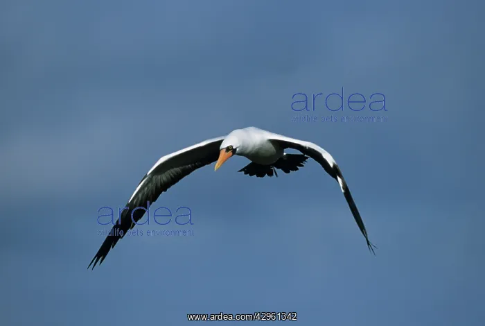 : Nazca Booby - hunting for fish : Nazca Booby - hunting for fish