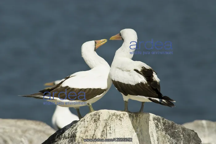  : Nazca booby pair