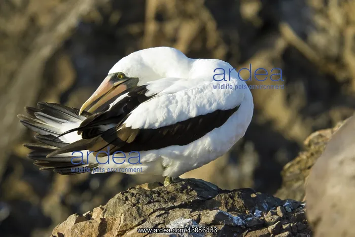 : Nazca booby preening : Nazca booby preening