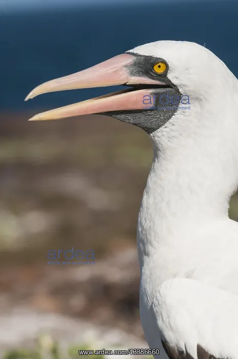 : Nazca Booby (Sula granti), Isla Genovesa, Galapagos : Nazca Booby (Sula granti), Isla Genovesa, Galapagos
