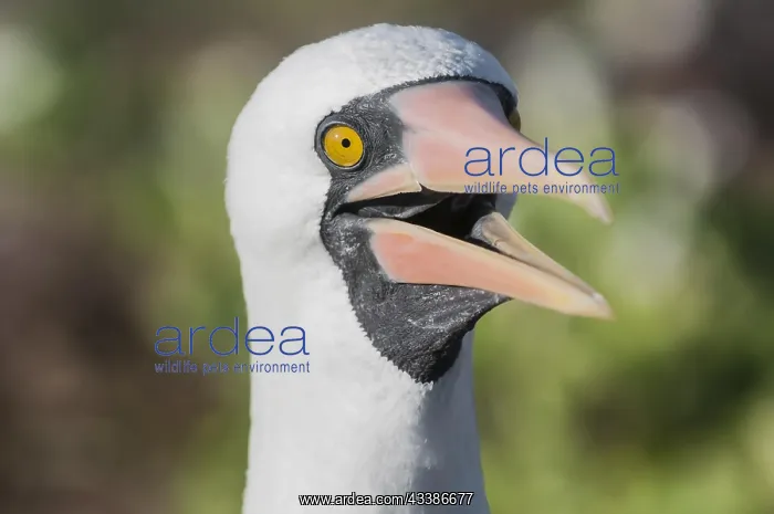 : Nazca Booby (Sula granti), Isla Genovesa, Galapagos : Nazca Booby (Sula granti), Isla Genovesa, Galapagos
