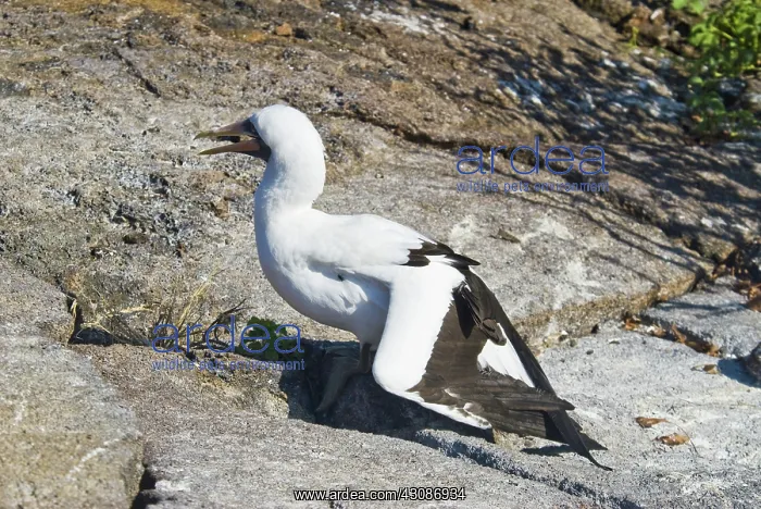 : Nazca booby thermoregulating : Nazca booby thermoregulating