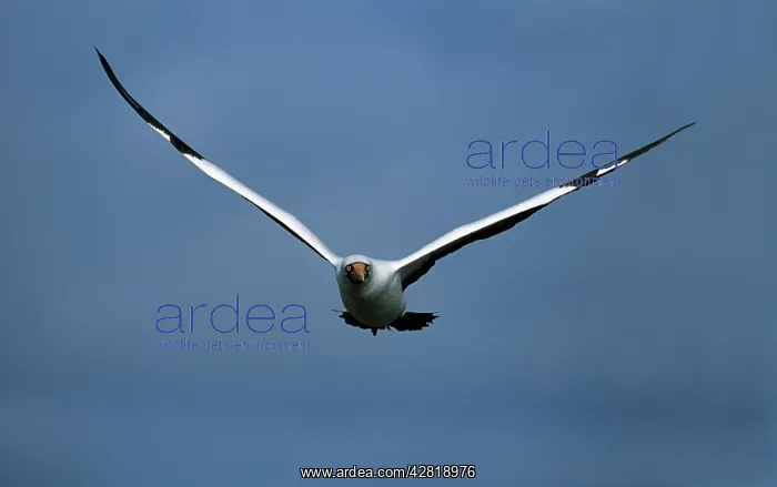 : Nazca / Masked Booby : Nazca / Masked Booby
